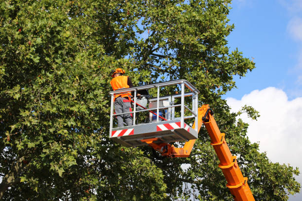 Spinnerstown, PA  Tree Services Company