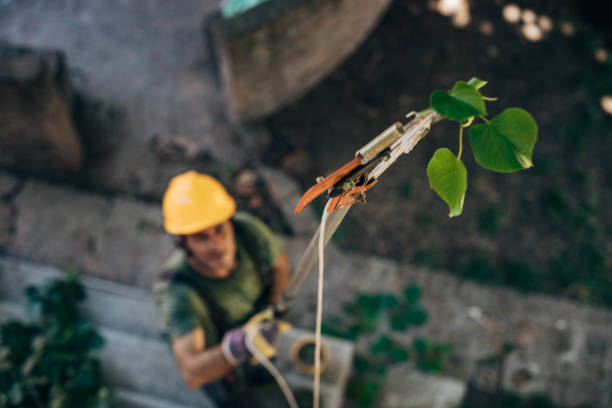 Best Hazardous Tree Removal  in Spinnerstown, PA