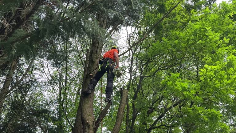 Best Stump Grinding and Removal  in Spinnerstown, PA