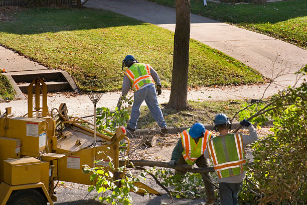 Why Choose Our Tree Removal Services in Spinnerstown, PA?